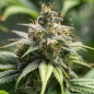 Preview: Chocolate Haze Photo (Photoperiodic Sativa)